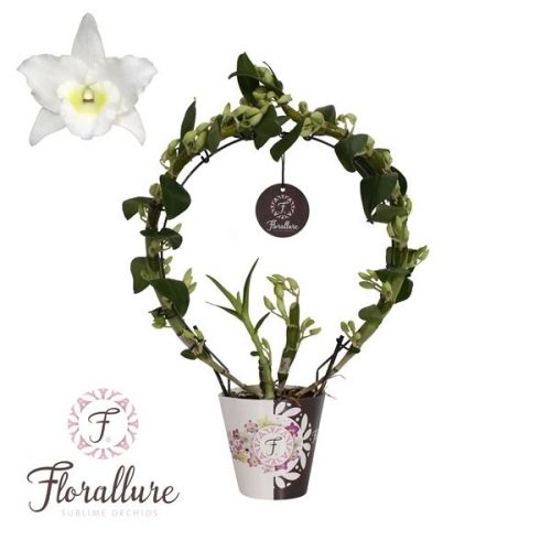 Dendrobium nobile star class apollo