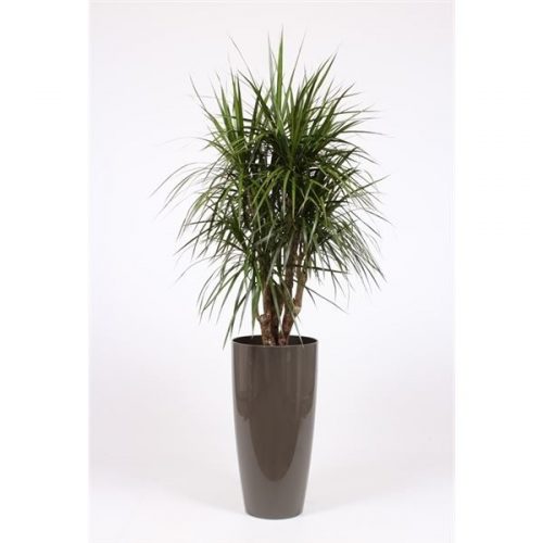 Dracaena marginata drmak33t
