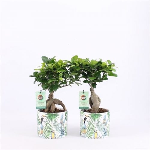 Ficus microcarpa ginseng