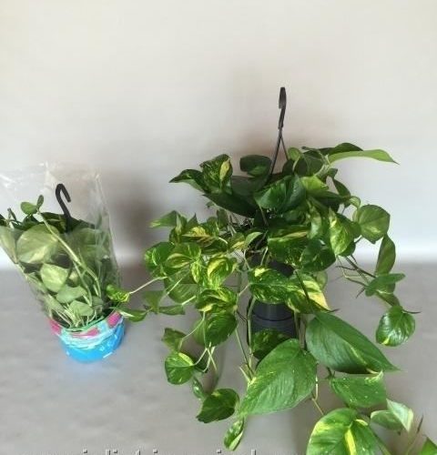 Epipremnum pinnatum hang