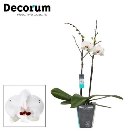 Phalaenopsis reyoung prince