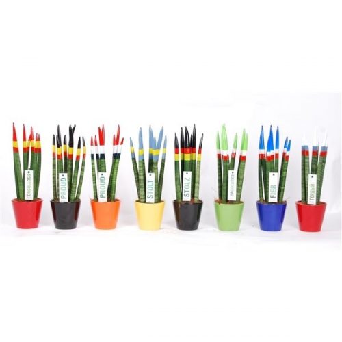 Sansevieria cylindrica proudz mix