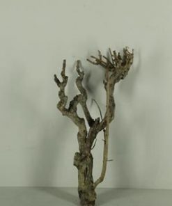 Seringenhout - Seringenhout 40cm