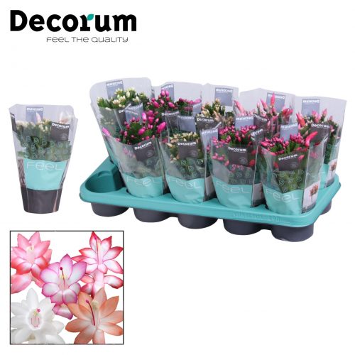 Schlumbergera mix