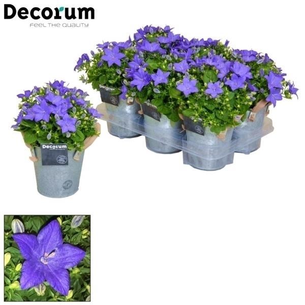 Campanula isoph. napoli k002-3701 - 6 - Adet