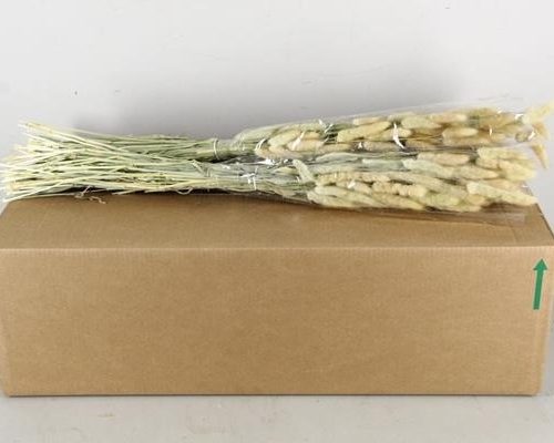 Df Lagures  Natural Bs - Df Lagures  Natural Bs