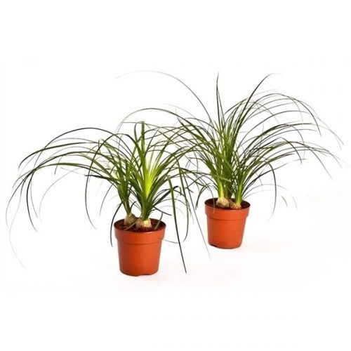 Beaucarnea recurvata