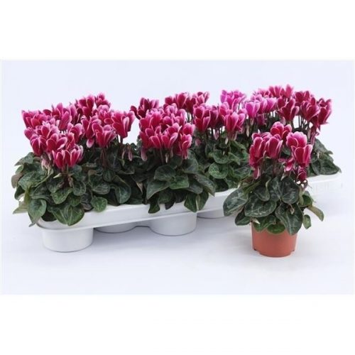 Cyclamen snowridge mini