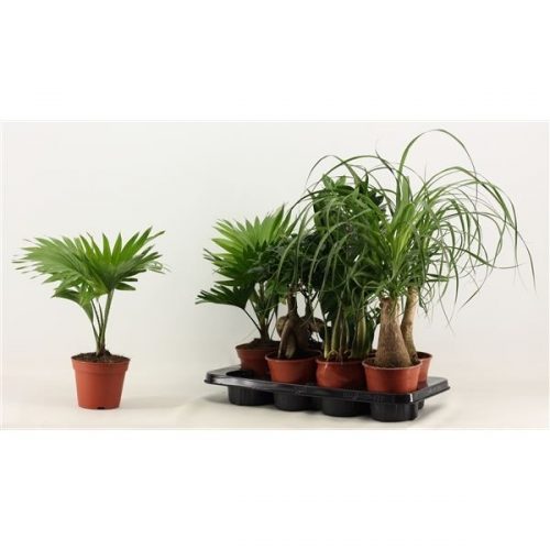 Kamerplanten mix groen 3