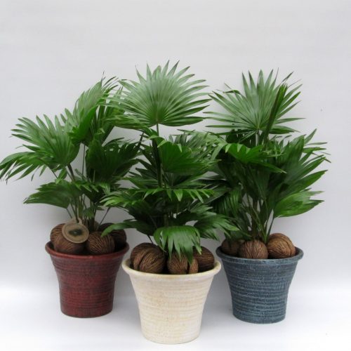 Livistonia rotundifolia