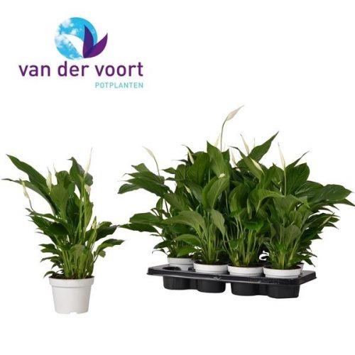 Spathiphyllum strauss