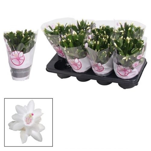 Schlumbergera wit
