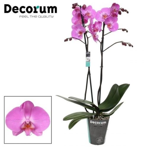 Phalaenopsis las palmas	phal. las palmas - 2 spike 12cm	-	4	-	Adet