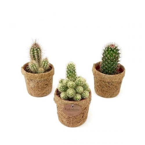 Kokopot cactus mix kp10cactus
