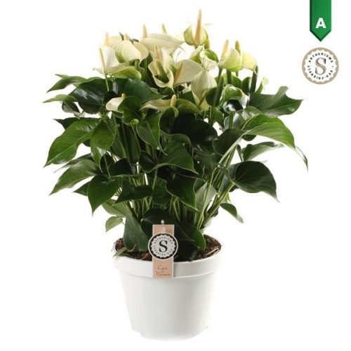 Anthurium andr. white champion