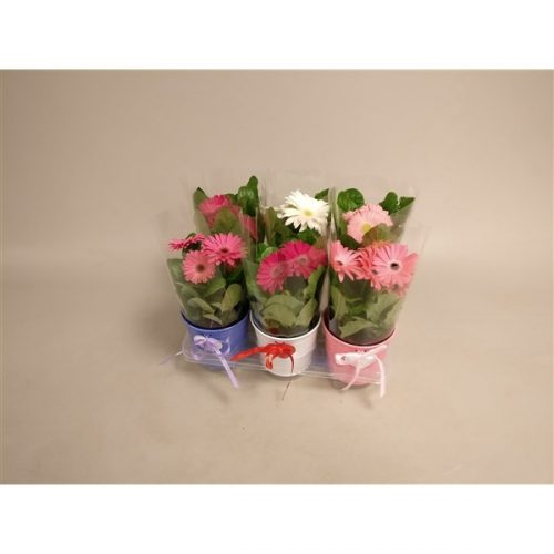 Gerbera mix