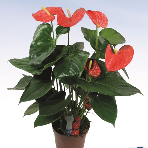 Anthurium andr. red king