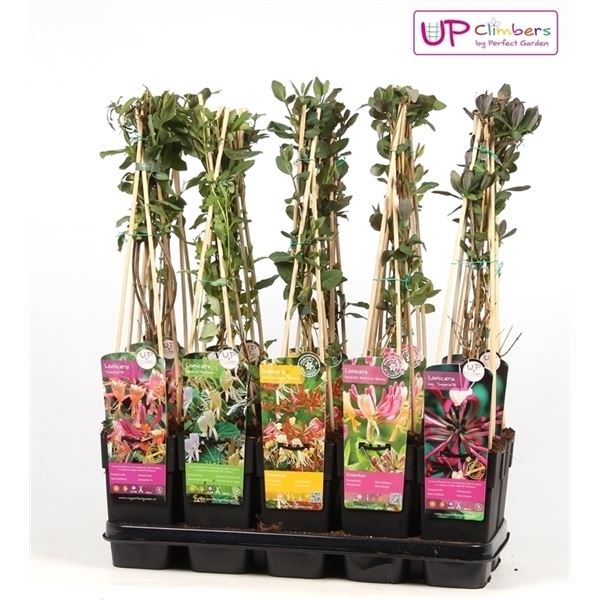Lonicera mix laag 1 Lonicera mix laag