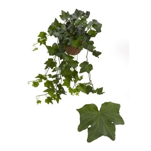 Hedera helix birgitte