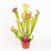 Sarracenia velvet 3 Sarracenia velvet 2
