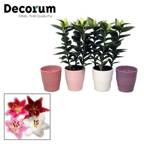Lilium oriental	 keramiek pastel	-	8	-	Adet