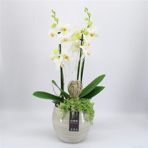 Phal-2005w phalaenopsis creatie	-	3	-	Adet