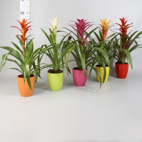 Guzmania mix