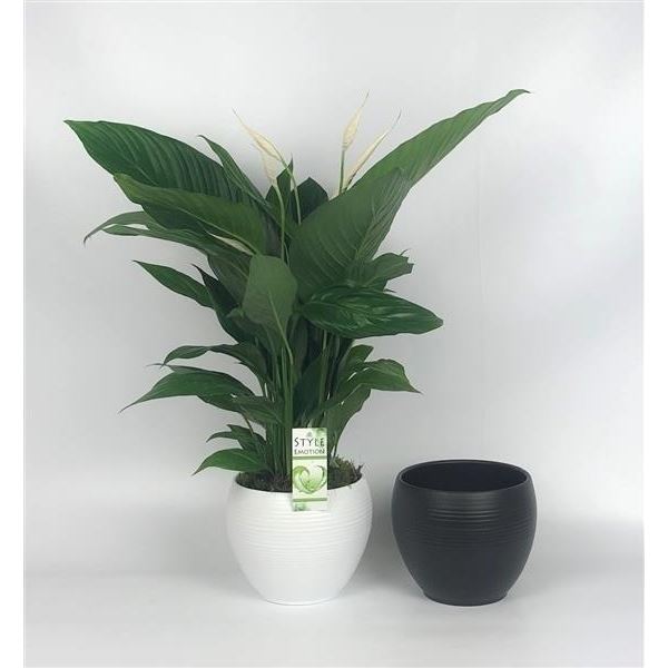 Arrangementen spathiphyllum 1234-wps 1 Arrangementen spathiphyllum 1234-wps