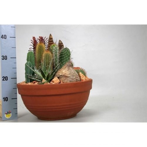 Arrangementen cactus xxl cac3