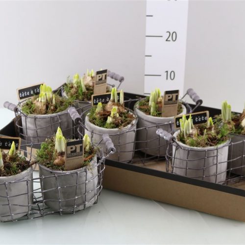 Arrangementen keramiek ovaal tcc 107	-	4	-	Adet