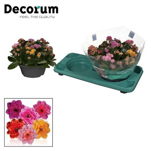 Kalanchoe calandiva carnaval