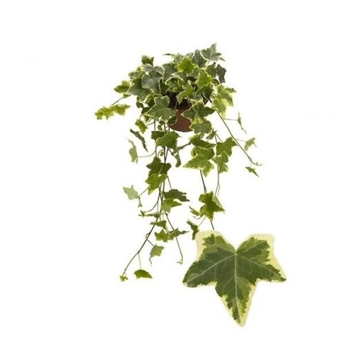 Hedera helix bont