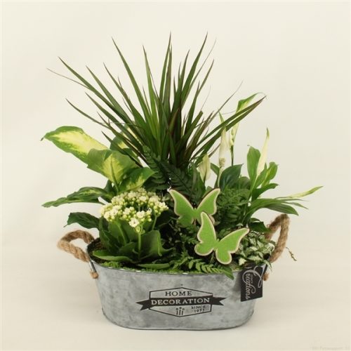 Bacr-2019gr basic creatie	-	3	-	Adet