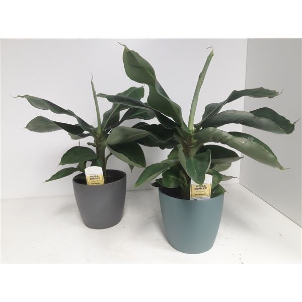 Musa dwarf cavendish musainpot 1 Musa dwarf cavendish musainpot