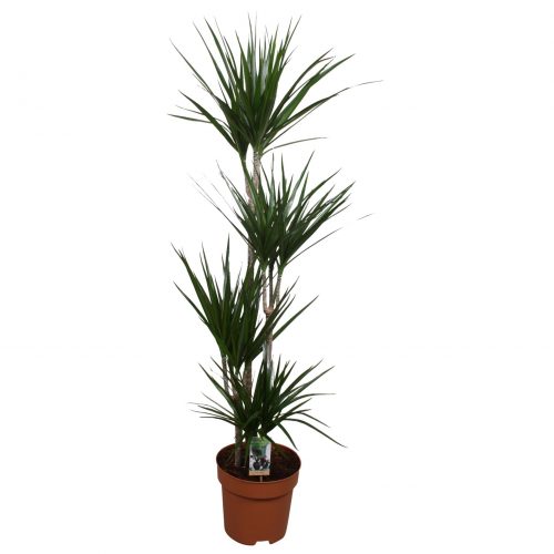 Dracaena marginata 90-60-30-15