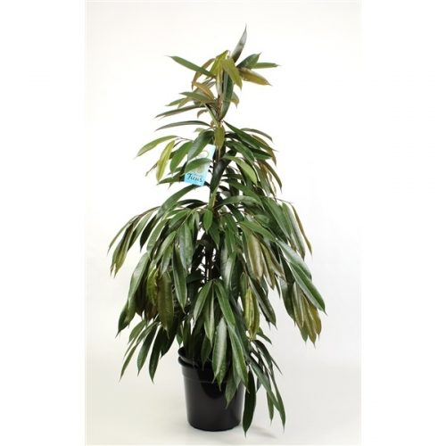 Ficus binnendijkii amstel king