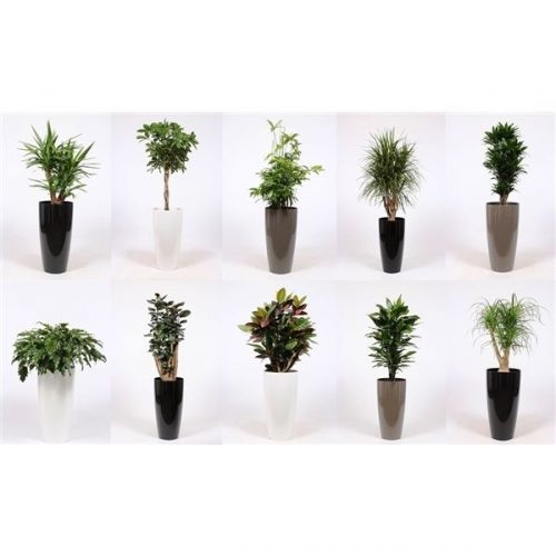 Kamerplanten mix