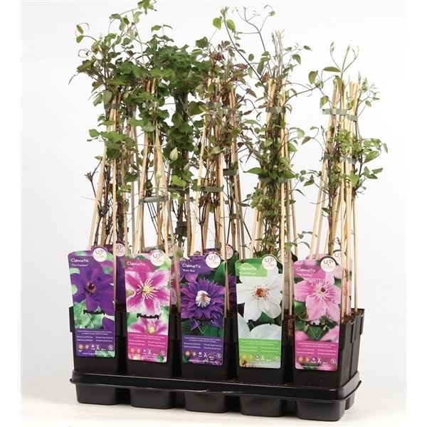 Clematis mix laag standaard 1 Clematis mix laag standaard