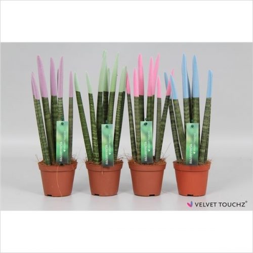 Sansevieria cylindrica spaghetti velvet svt09zk21