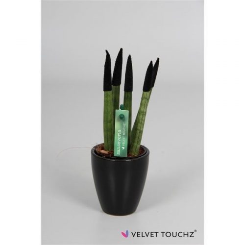 Sansevieria velvet touchz
