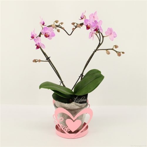 Phalrm-2007rz romantic phalaenopsis	-	6	-	Adet