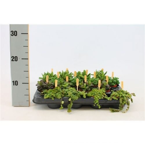 Kamerplanten mix luxe