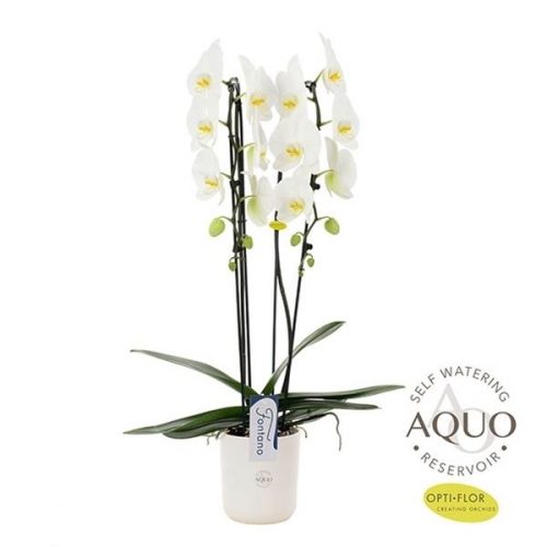 Phalaenopsis wit cascade g93a