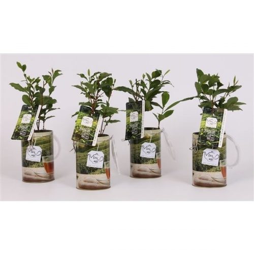 Arrangementen planten in schaal