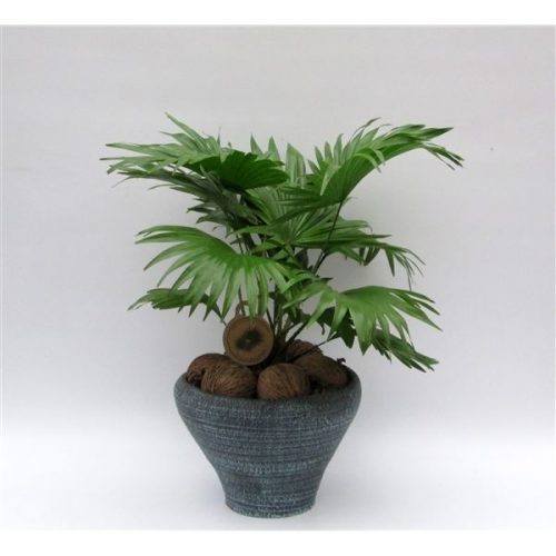 Livistonia rotundifolia