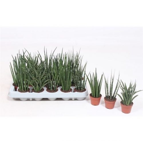 Sansevieria cylindrica mix luxe