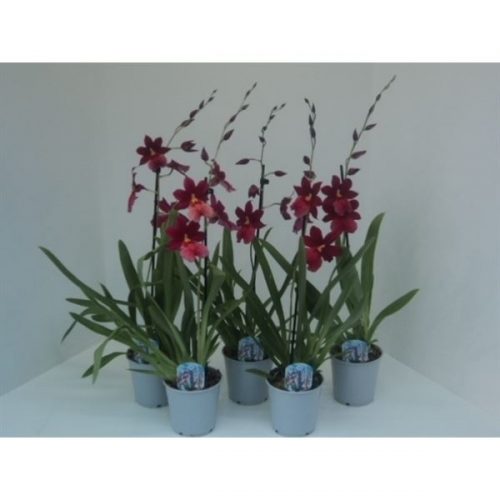 Burrageara nelly isler