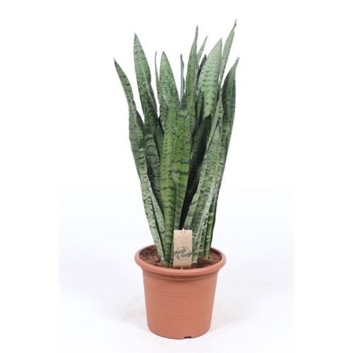Sansevieria zeylanica