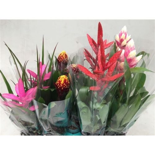 Guzmania mix maxima special	2ban,2 purp,2patr,2anto, 1tor,1can	-	9	-	Adet