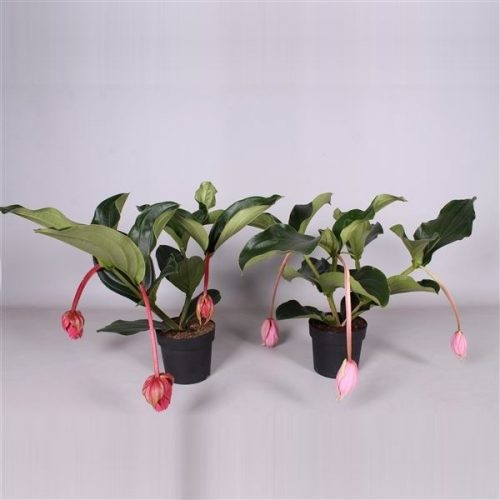 Medinilla luxe mix